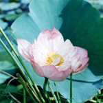 Lotus (Pink) Absolute